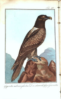 RITTER VON WILDUNGEN-  TASCHENBUCH FÜR FORST UND JAGDFREUNDE 1809-12 - 7