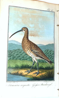 RITTER VON WILDUNGEN-  TASCHENBUCH FÜR FORST UND JAGDFREUNDE 1809-12 - 9