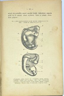 DARWIN - O POCHODZENIU CZŁOWIEKA / ON THE ORIGIN OF MAN 1884, second polish edition - 3