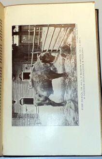 WRÓBLEWSKI - ŻUBR PUSZCZY BIAŁOWIESKIEJ Monografja wyd.1927r. - 6