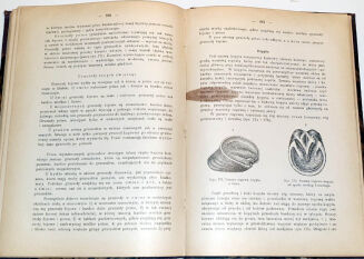 HOYER - ANATOMJA PORÓWNAWCZA ZWIERZĄT DOMOWYCH wyd.1927 hodowla koni - 4