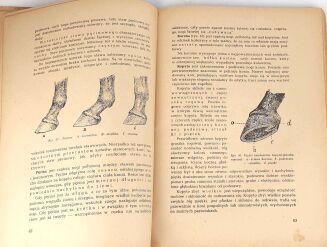 GRABOWSKI - CHÓW KONI wyd. 1950r. ryciny - 4