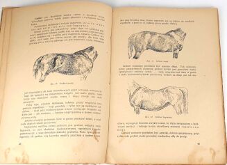 GRABOWSKI - CHÓW KONI wyd. 1950r. ryciny - 5