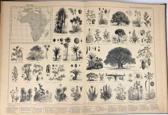 SCHNEIDER - ATLAS PRZYRODNICZO-GEOGRAFICZNY ZAWIERAJĄCY TYPY KRAJOBRAZÓW, LUDZI, ZWIERZĄT I ROŚLIN 18 tablic - 6