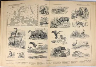 SCHNEIDER - ATLAS PRZYRODNICZO-GEOGRAFICZNY ZAWIERAJĄCY TYPY KRAJOBRAZÓW, LUDZI, ZWIERZĄT I ROŚLIN 18 tablic - 7